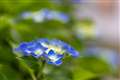 f1.2 1/2000 0.3ev ISO200