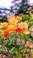 f/4 1/400 ISO-100