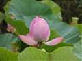 近づけない場所の蓮の花も撮れます