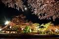 能登さくら駅の夜桜