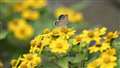 �S�����ƃ����V�W�~�@�@300mm, F8, 1/320, ISO200