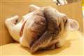 動物認識や瞳認識は向上しています。