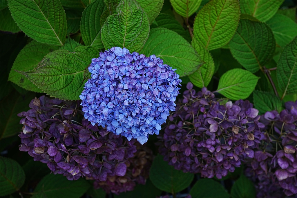 価格.com - SONY Vario-Sonnar T＊ DT 16-80mm F3.5-4.5 ZA SAL1680Z
