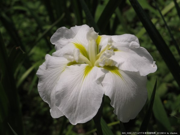 CANON PowerShot G12 レビュー評価・評判 - 価格.com