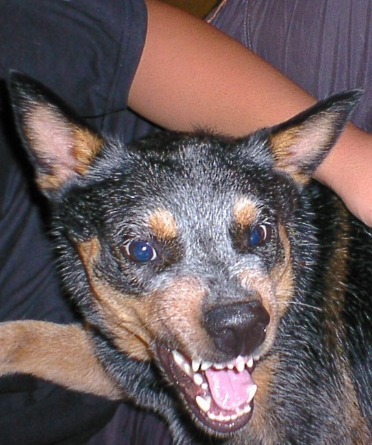 大変魅力的な犬です 中型犬 オーストラリアン キャトル ドッグ マックスacdさんのレビュー評価 評判 価格 Com