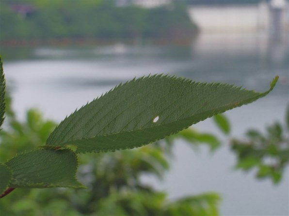 ペンタックス PENTAX-05 TOY LENS TELEPHOTO投稿画像・動画 - 価格.com