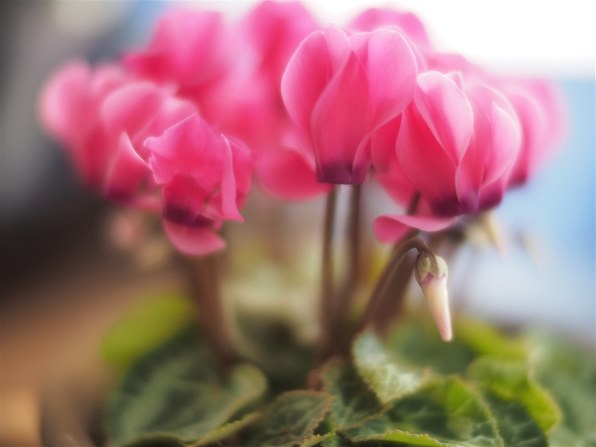 コシナ フォクトレンダー NOKTON 25mm F0.95 レビュー評価・評判 コシナ フォクトレンダー NOKTON 25mm F0.95 レビュー評価・評判