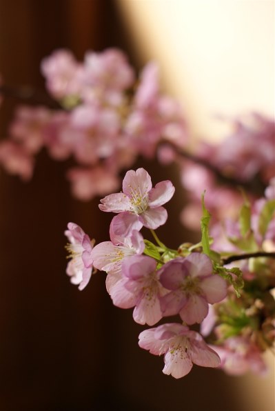 SONY DT 50mm F1.8 SAM SAL50F18投稿画像・動画 - 価格.com