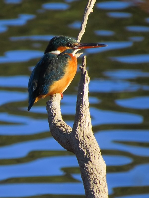 野鳥撮影専用機として購入しました。』 CANON PowerShot SX50 HS ゆん