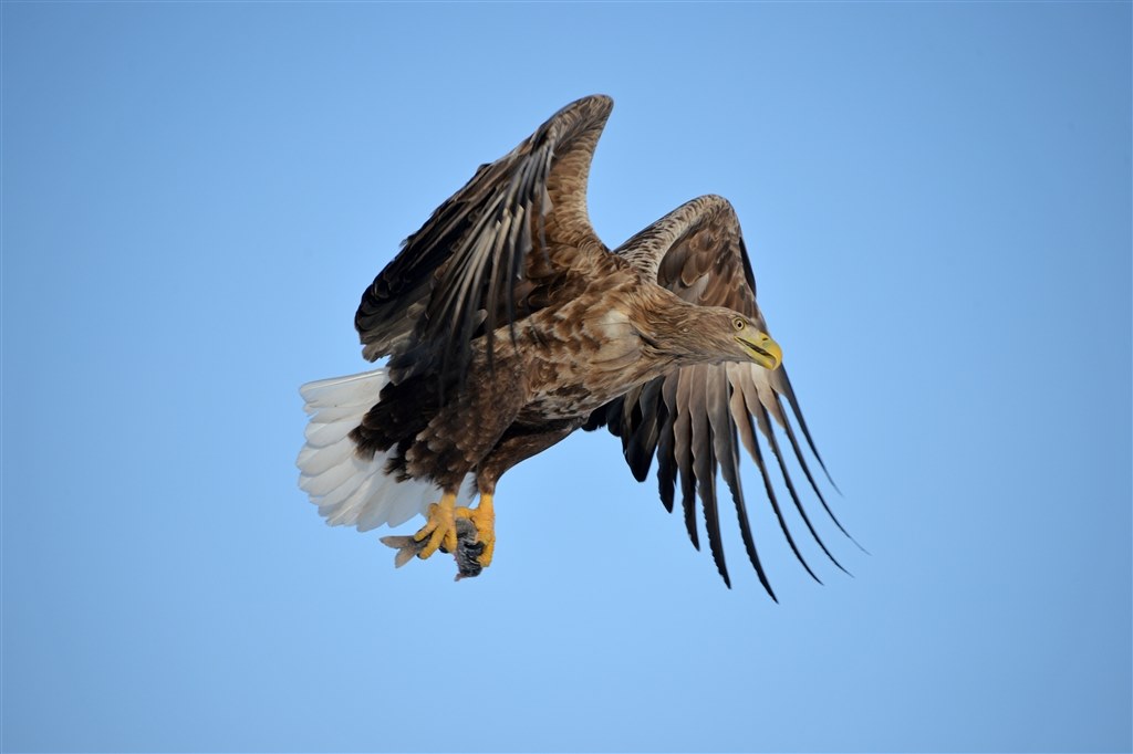 500mm時の解像感だけが残念』 シグマ APO 50-500mm F4.5-6.3 DG OS HSM