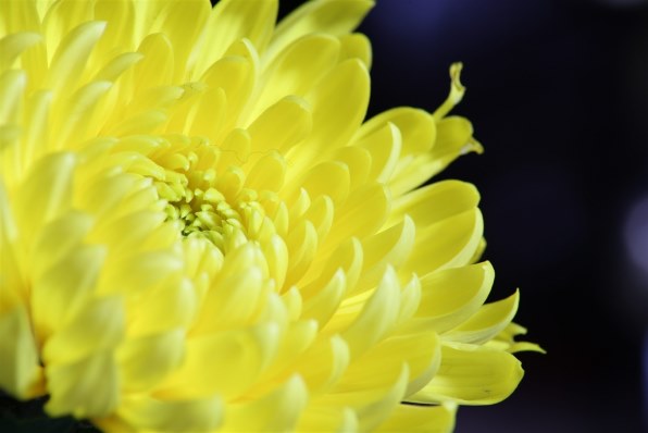 TAMRON AF 70-300mm F/4-5.6 Di LD Macro 1:2 (Model A17) (ｷﾔﾉﾝ