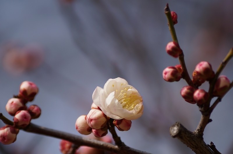 高性能望遠レンズ ソニー DT 55-200mm SAM SONY10 『満足度の