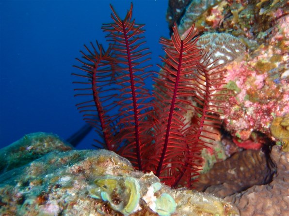 オリンパス OLYMPUS STYLUS TG-830 Tough [レッド]で撮影された写真