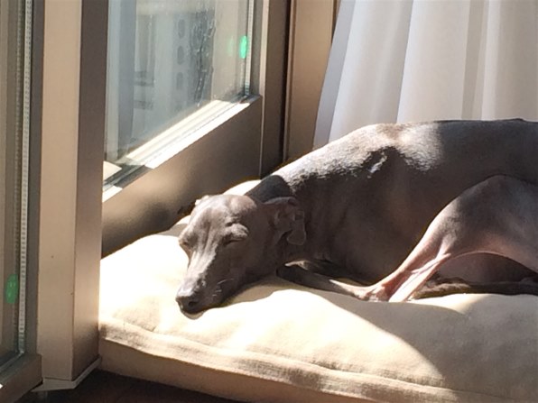 イタリアン グレーハウンド イタグレ ペットの情報 価格 Com