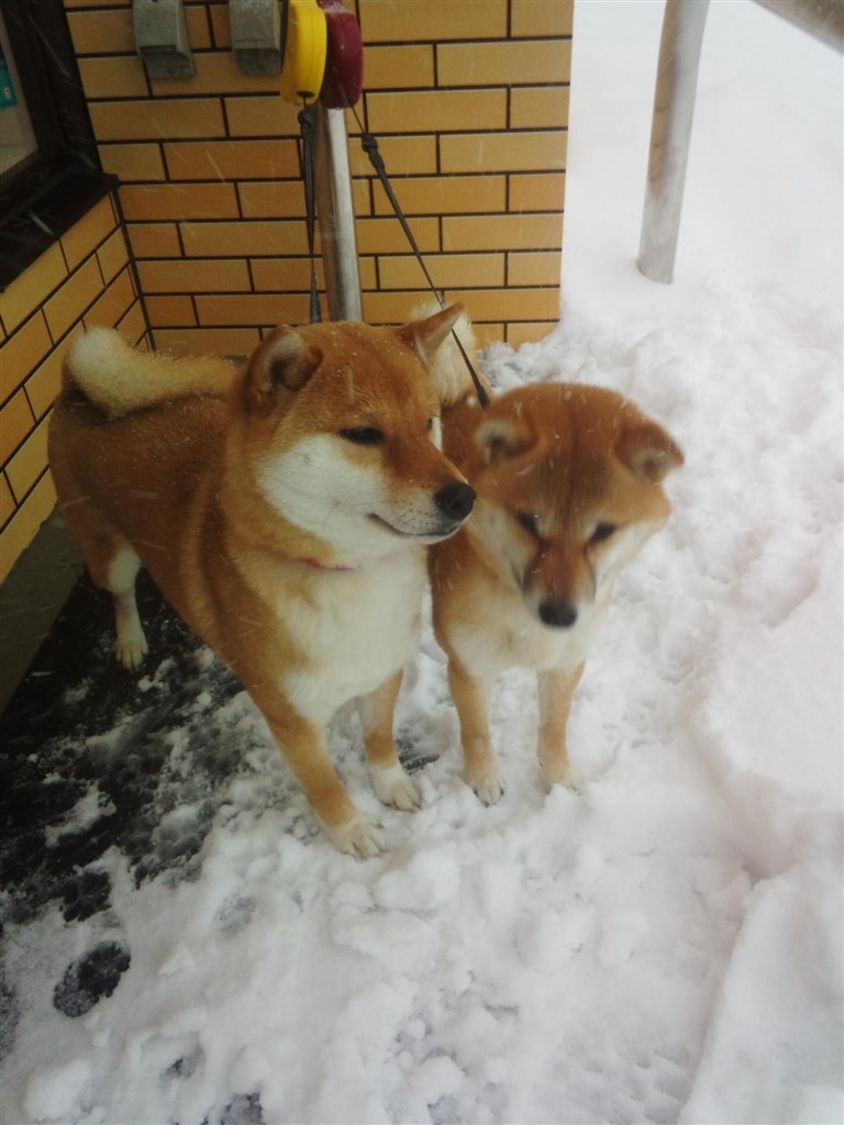 柴犬二匹かわいいです 小型犬 柴犬 Koharunopapaさんのレビュー評価 評判 価格 Com