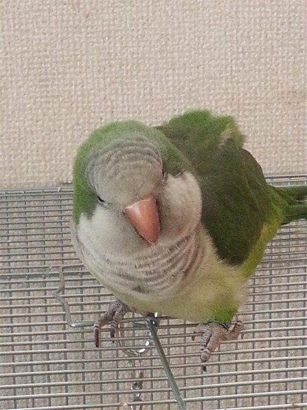 鳴き声すごいの インコ オキナインコ のクチコミ掲示板 価格 Com