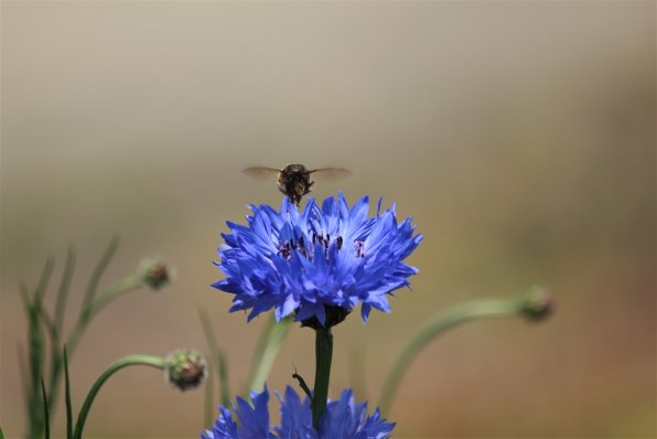 CANON EOS Kiss X4 ダブルズームキット投稿画像・動画 (レビュー