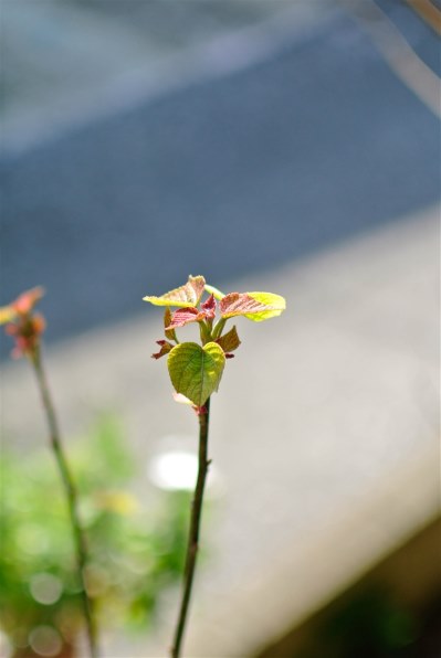 ニコン AF-S DX NIKKOR 35mm f/1.8Gで撮影された写真 (レビュー