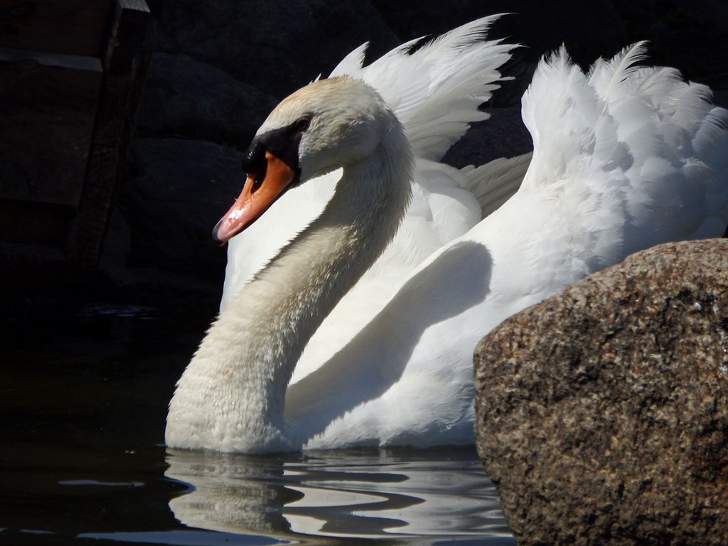 SP-100EEで月と野鳥を撮ってみました !』 オリンパス OLYMPUS SP-100EEで月と野鳥を撮ってみました !』 オリンパス OLYMPUS