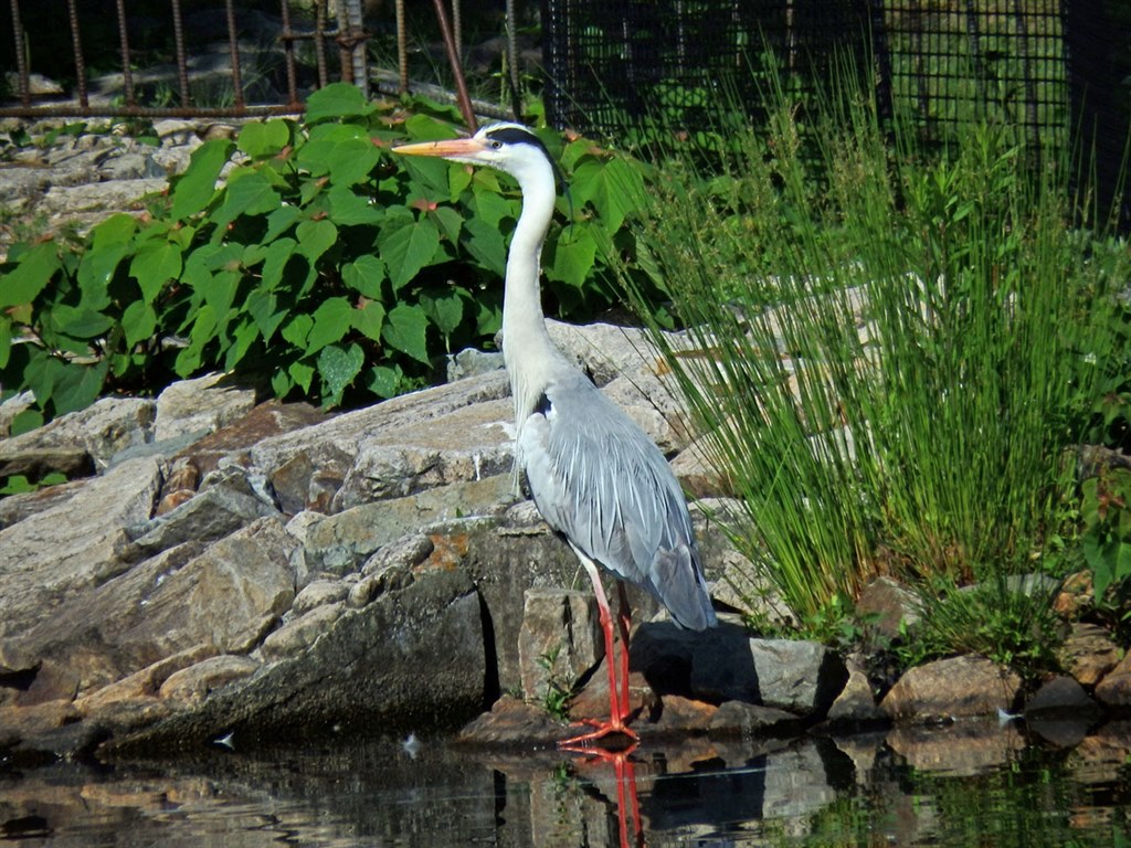 SP-100EEで月と野鳥を撮ってみました !』 オリンパス OLYMPUS STYLUS SP-100EE フォトンzさんのレビュー評価・評判 -  価格.com