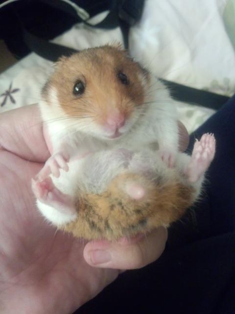 かわいい 育てやすい おすすめです ハムスター ゴールデンハムスター 名無しの雪だるまさんのレビュー評価 評判 価格 Com