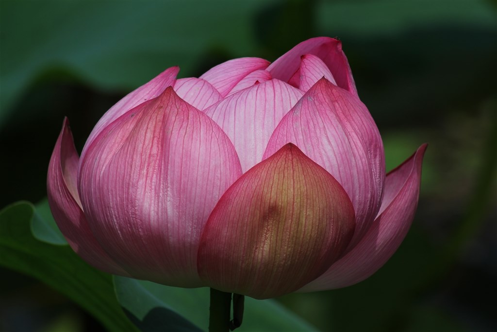 十分使えます。』 TAMRON AF 70-300mm F/4-5.6 Di LD Macro 1:2 (Model