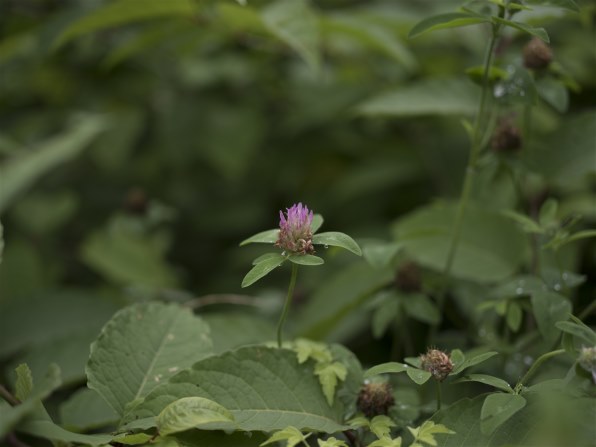 レンズ(単焦点) smc PENTAX-D FA645 55mmF2.8AL[IF] SDM AW ペンタックス smc PENTAX-D FA645 55mmF2.8AL[IF] SDM AWで撮影された
