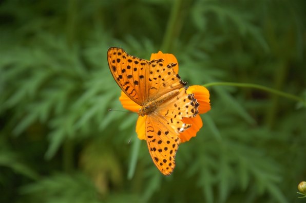 ニコン D2H ボディで撮影された写真 (レビュー) - 価格.com