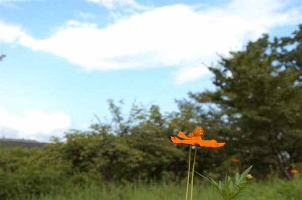 ニコン D2H ボディで撮影された写真 (レビュー) - 価格.com