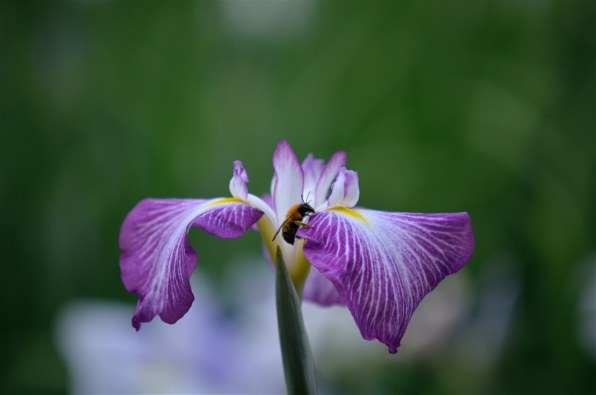 シグマ APO 50-150mm F2.8 II EX DC HSM (ﾆｺﾝ用)投稿画像・動画 - 価格.com