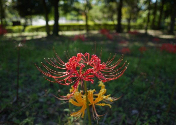 オリンパス M.ZUIKO DIGITAL ED 12mm F2.0 リミテッドブラック