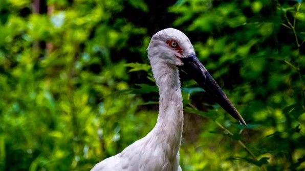 ❤生産完了❤レア❤ ソニー SONY 55-300mm 望遠レンズ 春のドラマ Amazon | Nikon 望遠ズームレンズ AF-S DX NIKKOR 55-300mm f