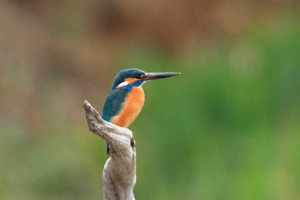 野鳥撮影に使ってます』 シグマ APO 500mm F4.5 EX DG /HSM 野鳥撮影に使ってます』 シグマ APO 500mm F4.5 EX DG /HSM