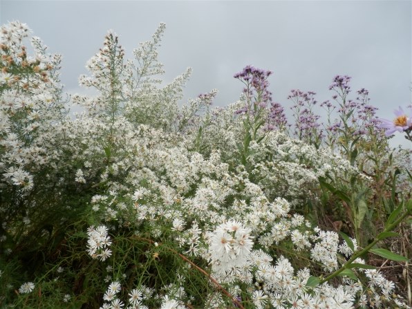 オリンパス OLYMPUS SH-21 [シャンパンゴールド]投稿画像・動画 - 価格.com