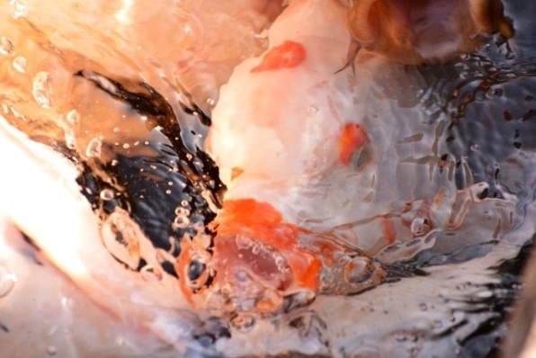 ニコン D5200 ダブルズームキット投稿画像・動画 (レビュー) - 価格.com