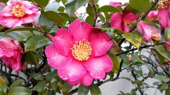 ニコン COOLPIX S3300 [ラベンダーパープル]投稿画像・動画 - 価格.com