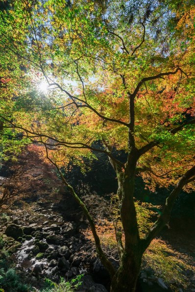 SONY Vario-Sonnar T* 16-35mm F2.8 ZA SSM SAL1635Z投稿画像 SONY Vario-Sonnar T* 16-35mm F2.8 ZA SSM SAL1635Z投稿画像