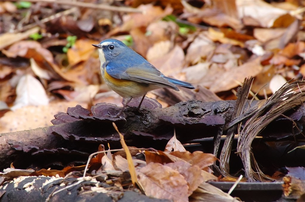 野鳥撮影で購入』 シグマ APO 50-500mm F4.5-6.3 DG OS HSM 野鳥撮影で購入』 シグマ APO 50-500mm F4.5-6.3 DG OS HSM