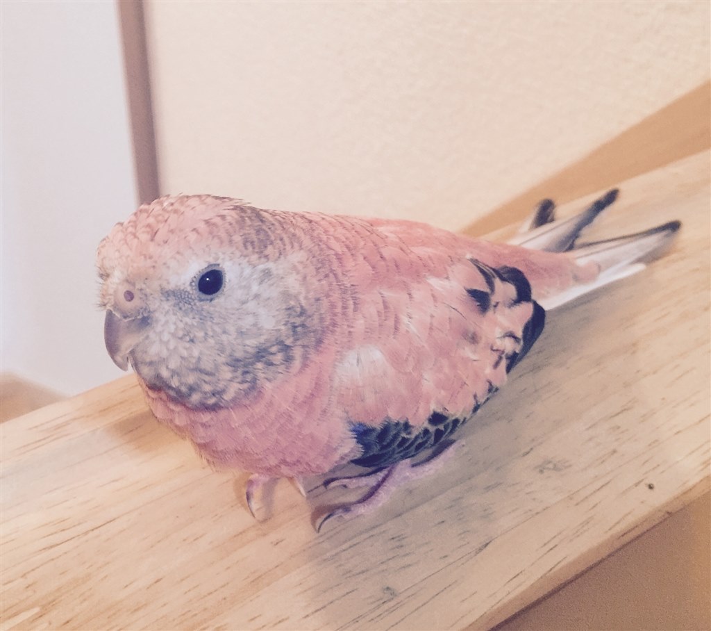 飼いやすいです インコ アキクサインコ ヒラルリさんのレビュー評価 評判 価格 Com