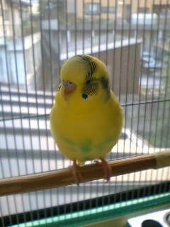 インコ セキセイインコ レビュー評価 評判 価格 Com