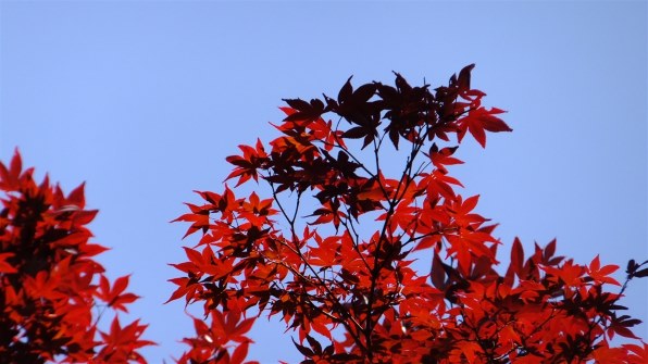 富士フイルム FinePix F600EXR [レッド]投稿画像・動画