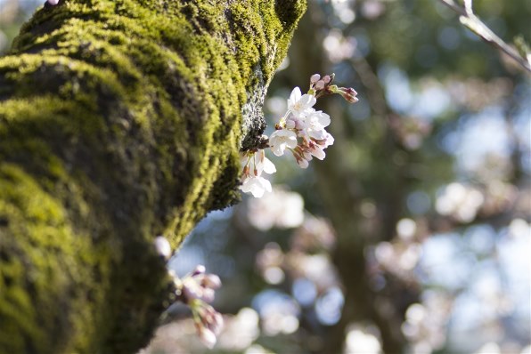 手振れ補正の性能』 CANON EF75-300mm F4-5.6 IS USM のクチコミ掲示板