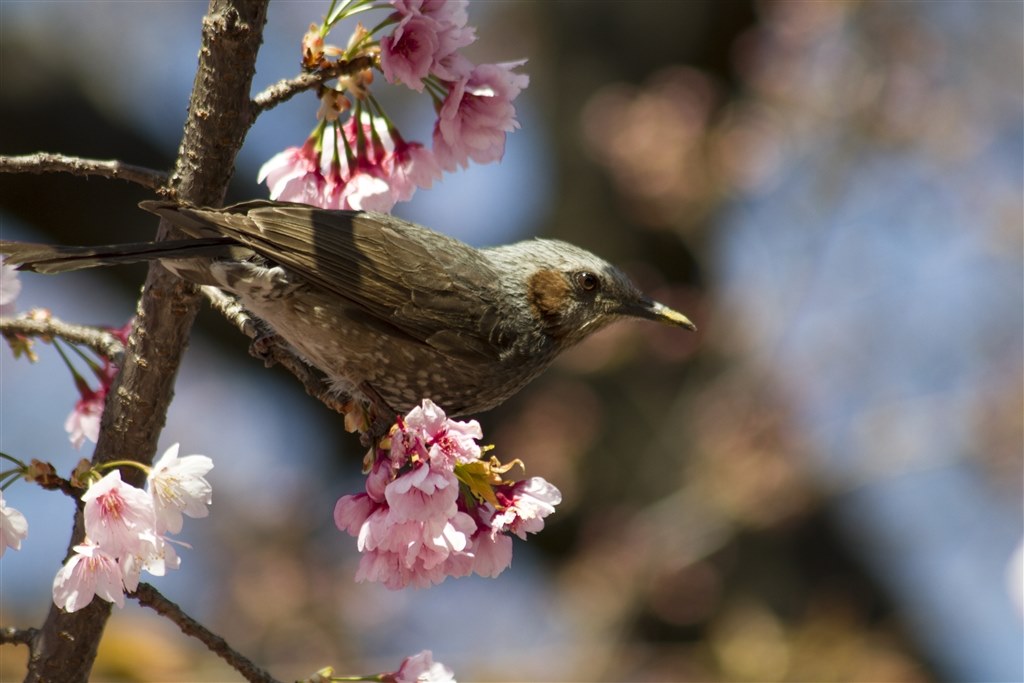 EF75-300mm F4-5.6 IS USMのユーザーレビュー 』 CANON EF75-300mm F4