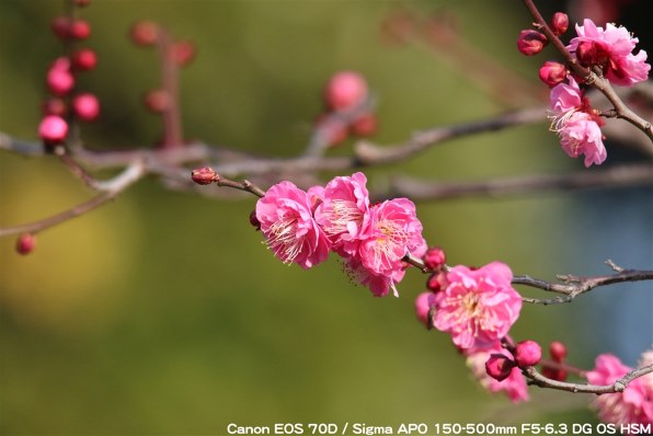 シグマ APO 150-500mm F5-6.3 DG OS HSM (ｷﾔﾉﾝ用)投稿画像・動画