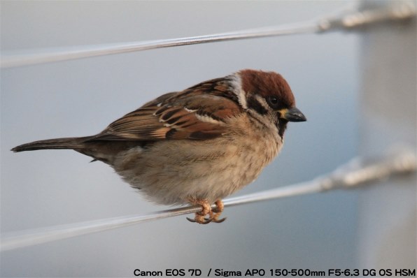 シグマ APO 150-500mm F5-6.3 DG OS HSM (ｷﾔﾉﾝ用)投稿画像・動画
