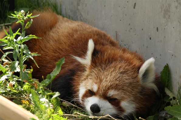 シグマ Apo 1 400mm F4 5 5 6 Dg Os Hsm ｷﾔﾉﾝ用 レビュー評価 評判 価格 Com