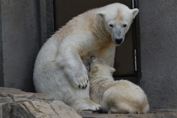 シグマ Apo 1 400mm F4 5 5 6 Dg Os Hsm ｷﾔﾉﾝ用 レビュー評価 評判 価格 Com