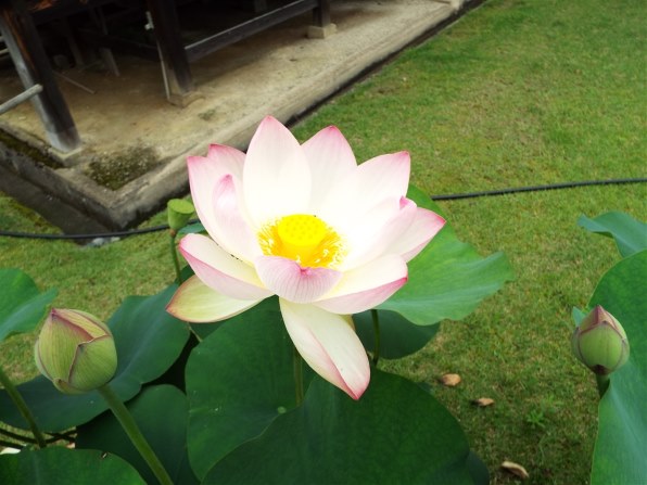 マミム様フォロー割_FUJIFILM FINEPIX S9900W❤️富士フィルム マミム様フォロー割_FUJIFILM FINEPIX S9900W❤️富士フィルム 楽天