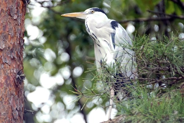 素晴らしい体験 Sigma 170-500mm SONY ミノルタ用 #7796 Amazon.co.jp: シグマ 170-500mm F5-6.3 APO DG ソニー用 : 家電