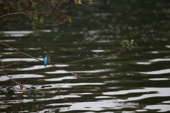 CANON EF200-400mm F4L IS USM エクステンダー 1.4×投稿画像 CANON EF200-400mm F4L IS USM エクステンダー 1.4×投稿画像